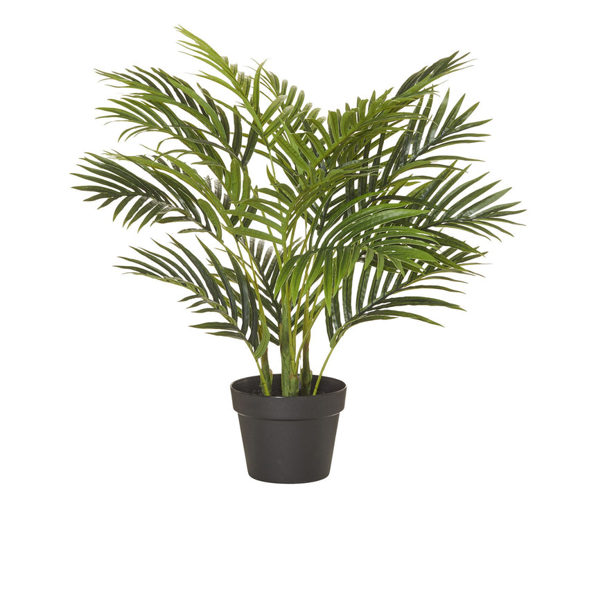 Rogue Areca Palm Tree Garden Pot 65cm - Image 01