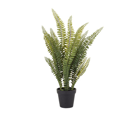 Rogue Boston Fern in Garden Pot - Image 01