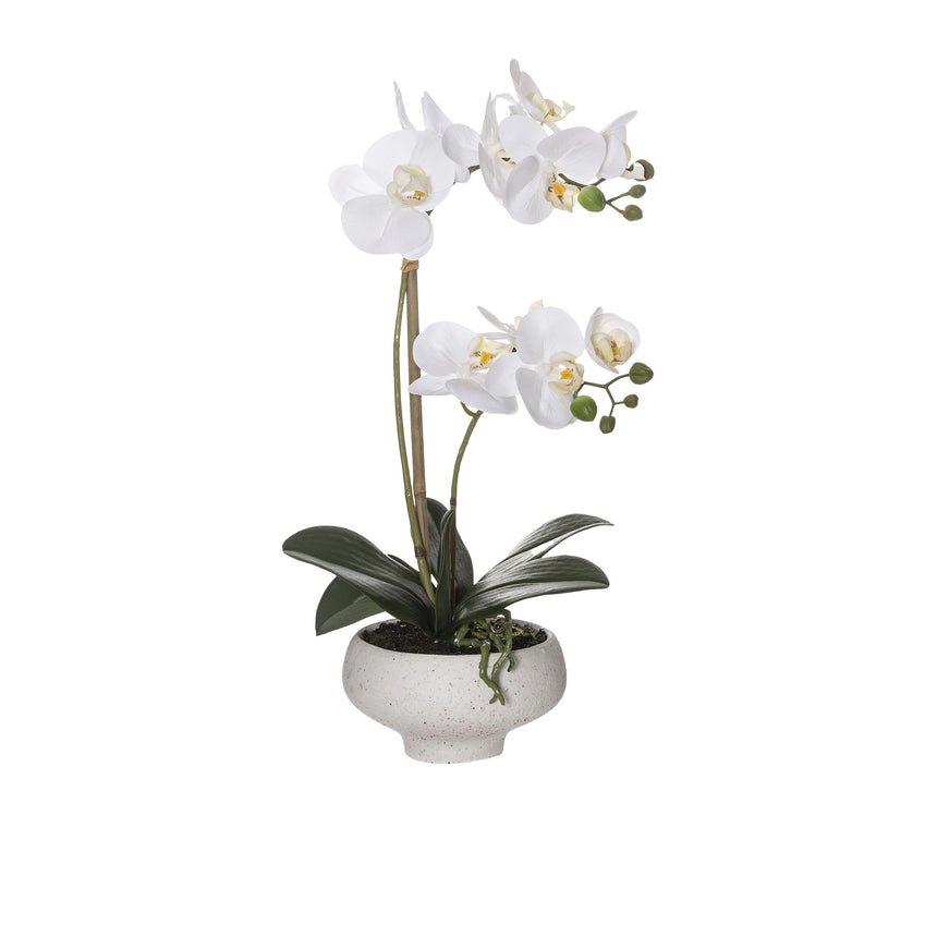 Rogue Butterfly Orchid in Stone Bowl 46cm - Image 01