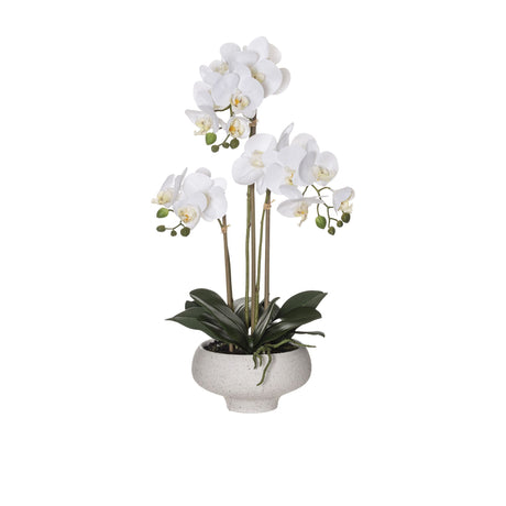 Rogue Butterfly Orchid in Stone Bowl 58cm - Image 01