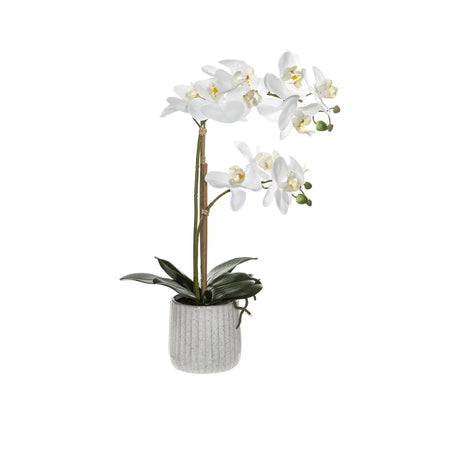 Rogue Butterfly Orchid in Ceramic Pot 48cm - Image 01