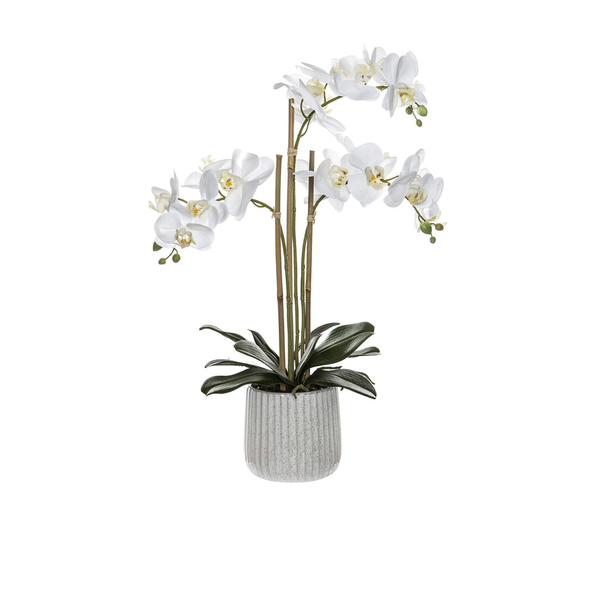 Rogue Butterfly Orchid in Ceramic Pot 60cm - Image 01