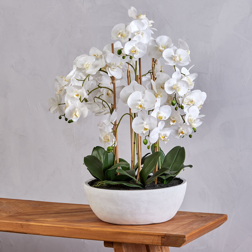 Rogue Butterfly Orchid in Round Pot - Image 02