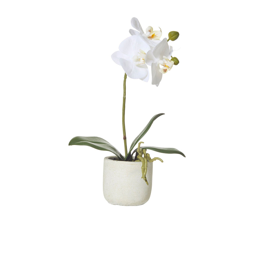 Rogue Butterfly Orchid in Smooth Pot - Image 01