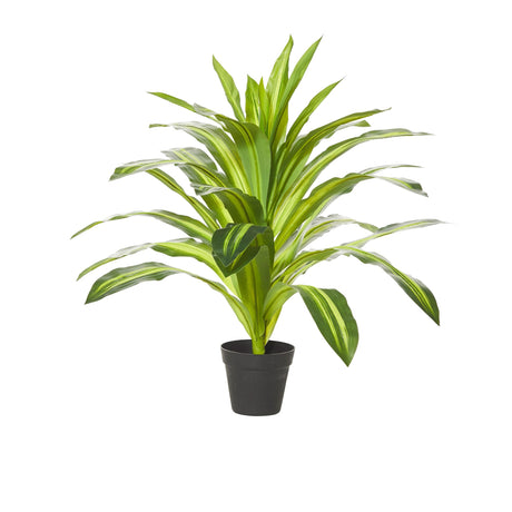 Rogue Dracaena Plant in Garden Pot - Image 01