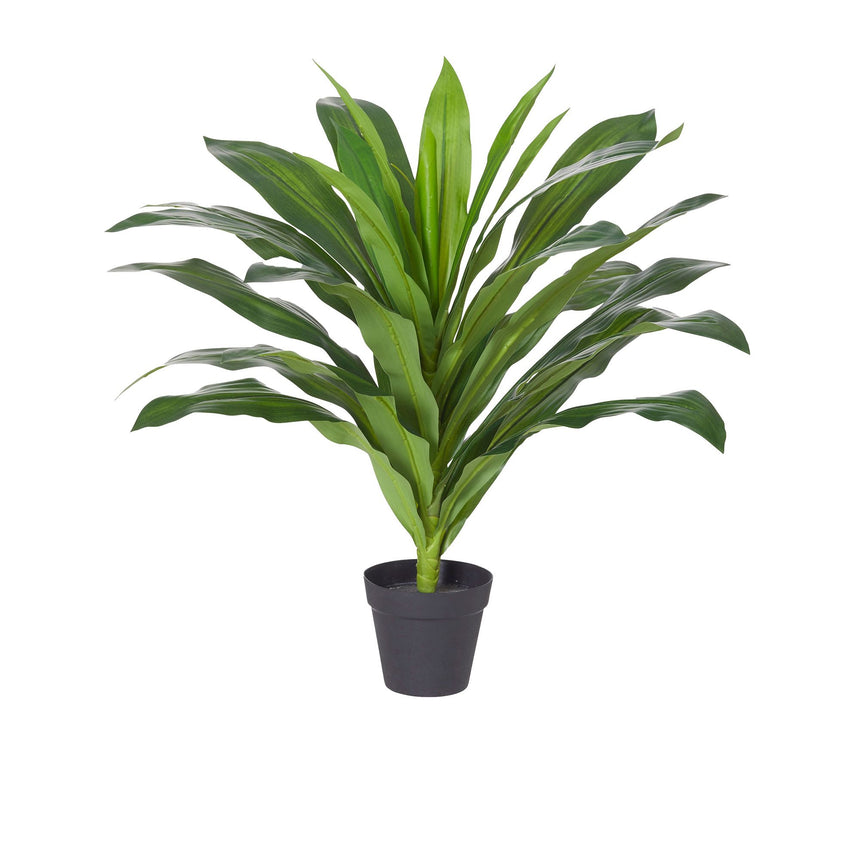 Rogue Dracaena in Garden Pot - Image 01