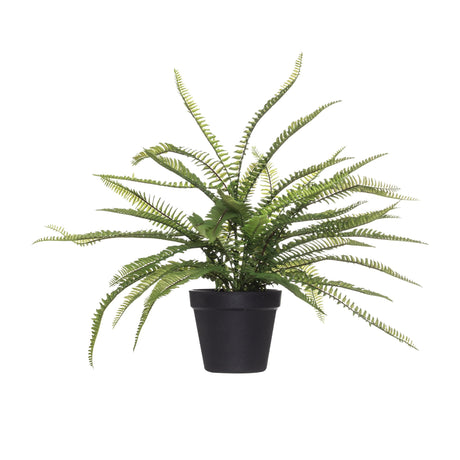 Rogue Evergreen Boston Fern in Garden Pot - Image 01