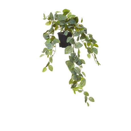 Rogue Fittonia Hanging Bush in Garden Pot - Image 01