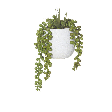 Rogue Hanging Pearls in Pot 22cm - Image 01