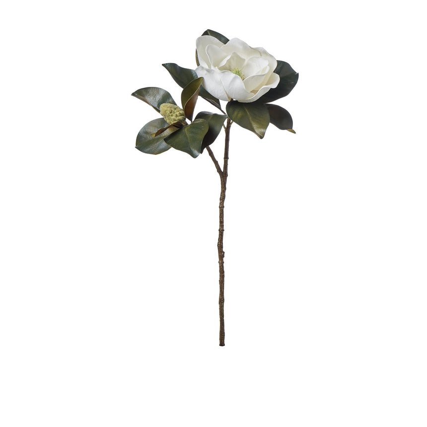 Rogue Magnolia Grandiflora - Image 01