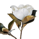 Rogue Magnolia Grandiflora - Image 02