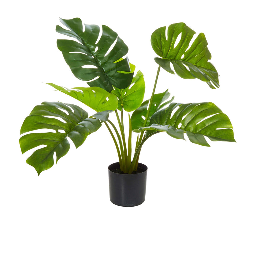 Rogue Monstera Plant in Garden Pot - Image 01