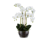 Rogue Phalaenopsis in Classic Bowl 68cm - Image 01