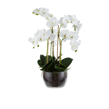 Rogue Phalaenopsis in Classic Bowl 68cm - Image 01