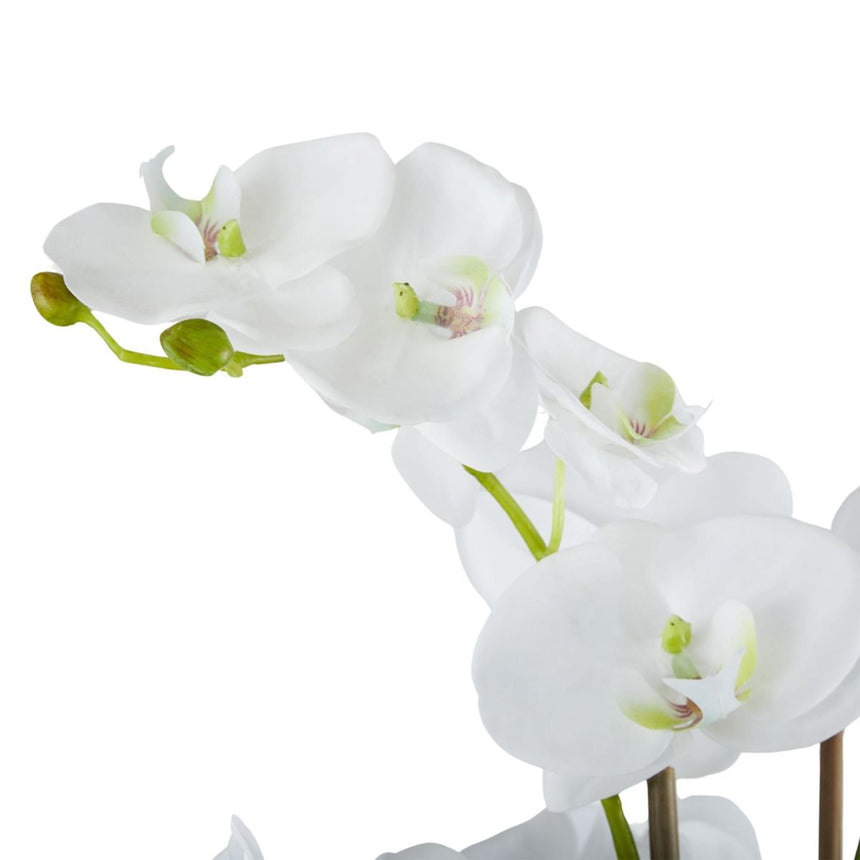 Rogue Phalaenopsis in Classic Bowl 68cm - Image 02