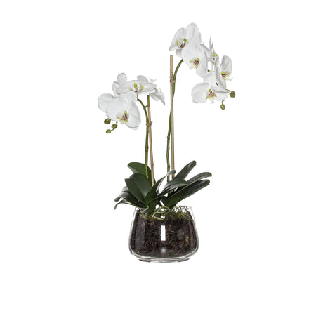 Rogue Phalaenopsis in Classic Bowl White - Image 01