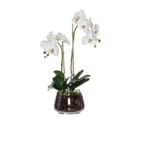 Rogue Phalaenopsis in Classic Bowl - Image 01