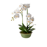 Rogue Phalaenopsis in Green Pot - Image 01