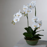 Rogue Phalaenopsis in Green Pot - Image 02