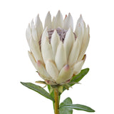 Rogue Protea Spray - Image 02