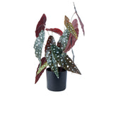 Rogue Spotted Begonia in Garden Pot - Image 01