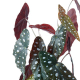 Rogue Spotted Begonia in Garden Pot - Image 02