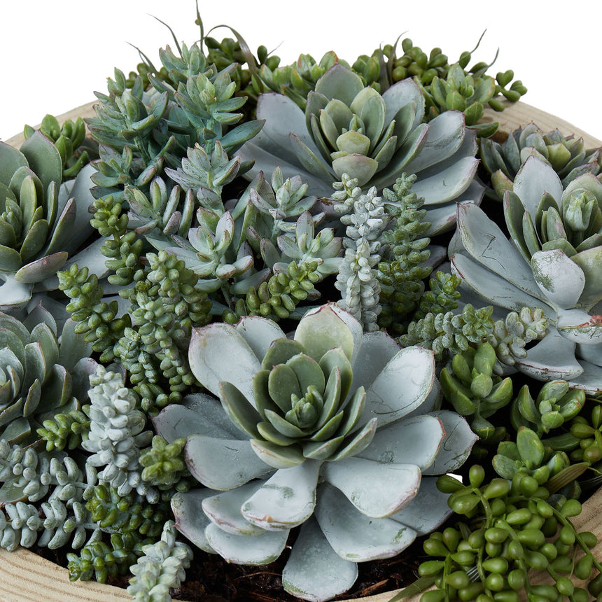 Rogue Succulent Garden in Dansk Bowl - Image 02