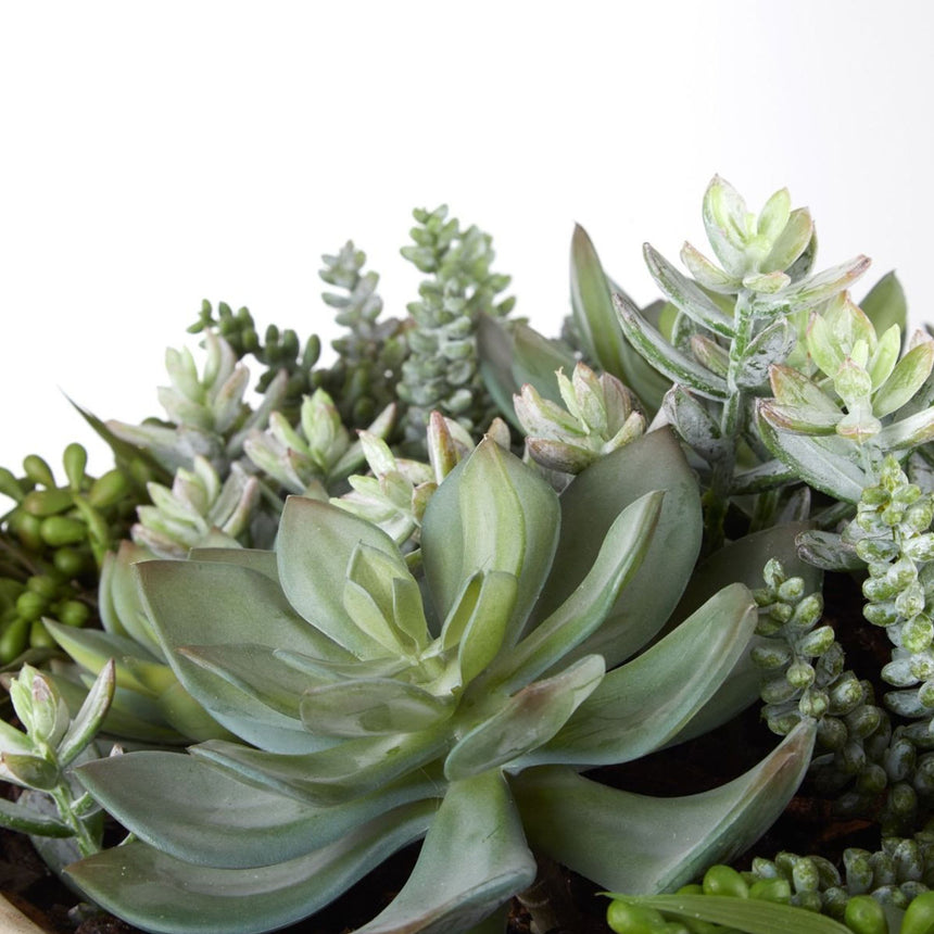 Rogue Succulent Garden in Dansk Bowl - Image 03