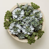 Rogue Succulent Garden in Dansk Bowl - Image 04