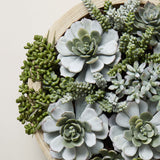 Rogue Succulent Garden in Dansk Bowl - Image 05