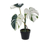 Rogue Variegated Monstera in Garden Pot - Image 01