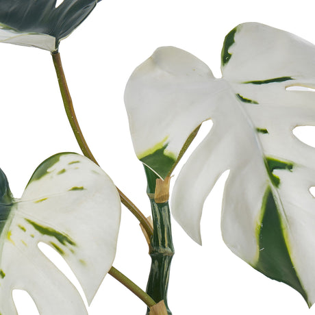 Rogue Variegated Monstera in Garden Pot - Image 02