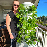 Airgarden Aeroponic Vertical Garden - Image 06